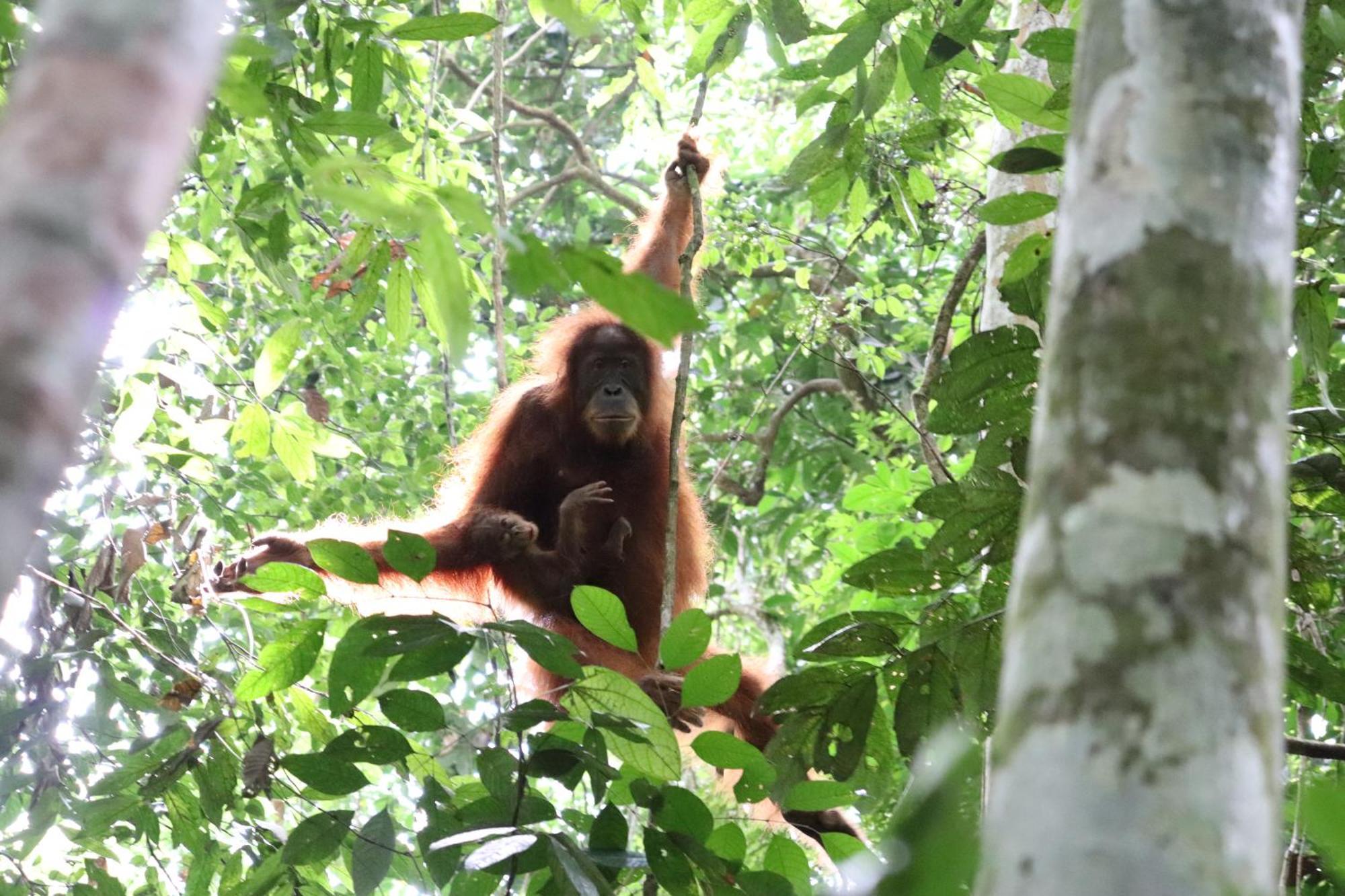 Gino'S Place - Guest House & Jungle Trekking Bukit Lawang Luaran gambar