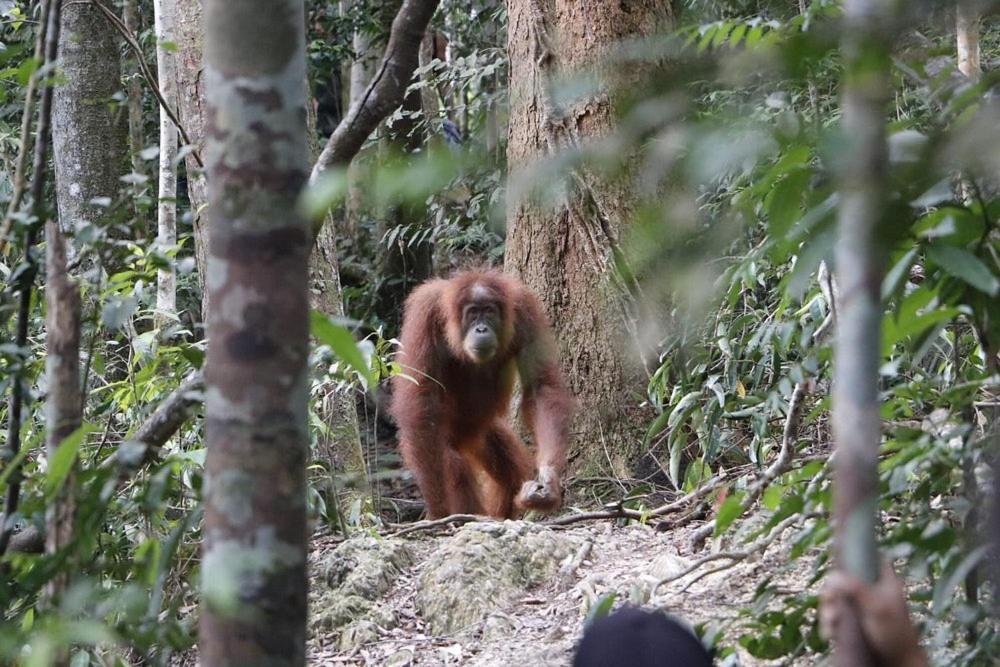 Gino'S Place - Guest House & Jungle Trekking Bukit Lawang Luaran gambar