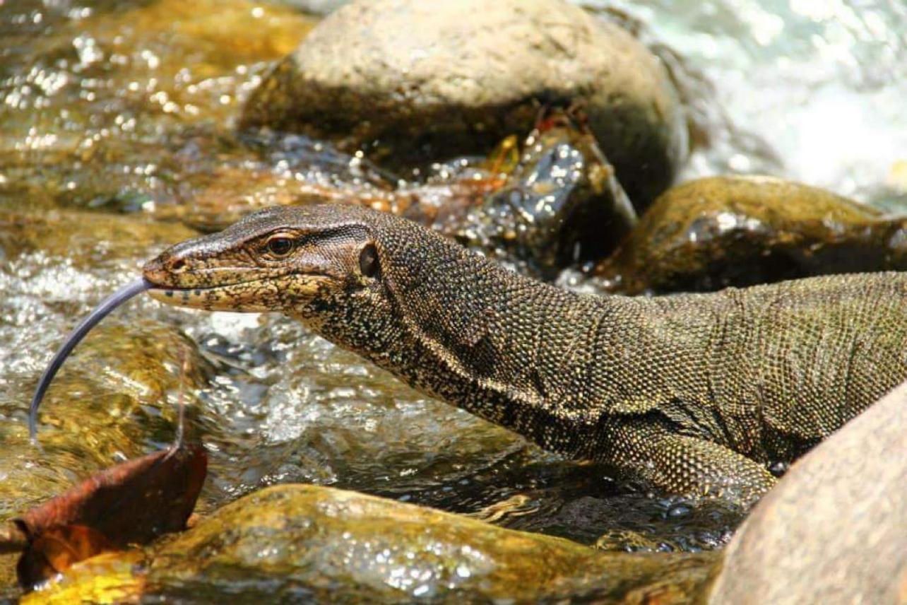 Gino'S Place - Guest House & Jungle Trekking Bukit Lawang Luaran gambar