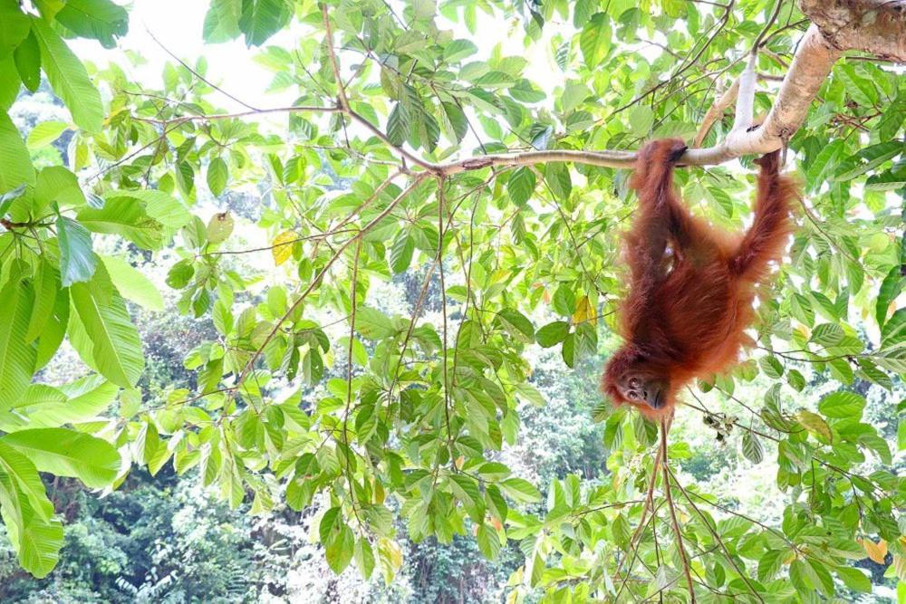 Gino'S Place - Guest House & Jungle Trekking Bukit Lawang Luaran gambar