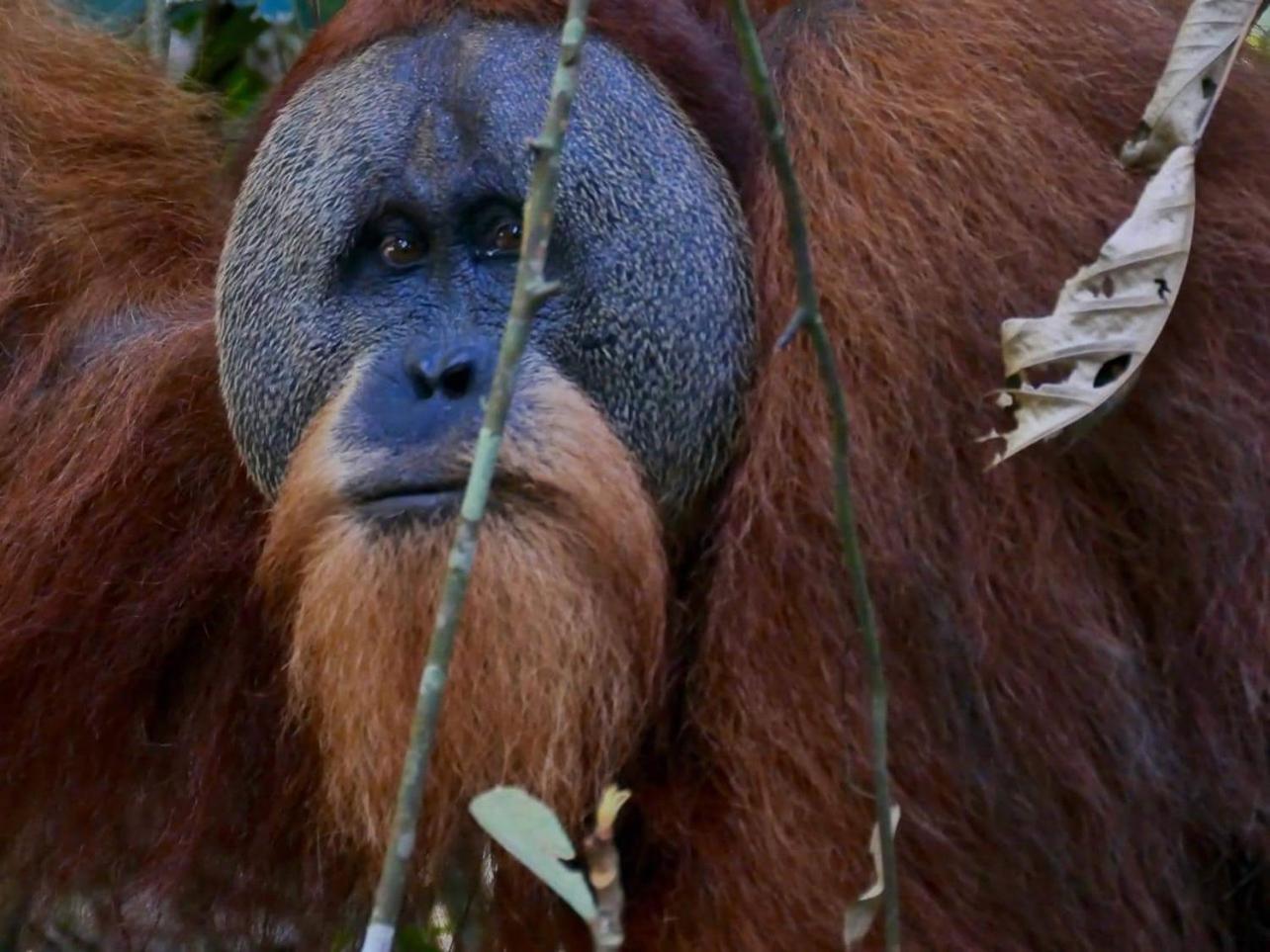 Gino'S Place - Guest House & Jungle Trekking Bukit Lawang Luaran gambar