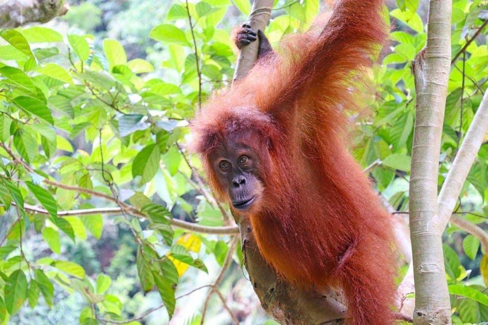Gino'S Place - Guest House & Jungle Trekking Bukit Lawang Luaran gambar
