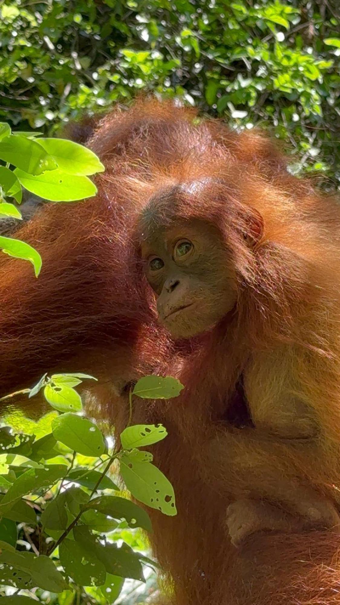 Gino'S Place - Guest House & Jungle Trekking Bukit Lawang Luaran gambar