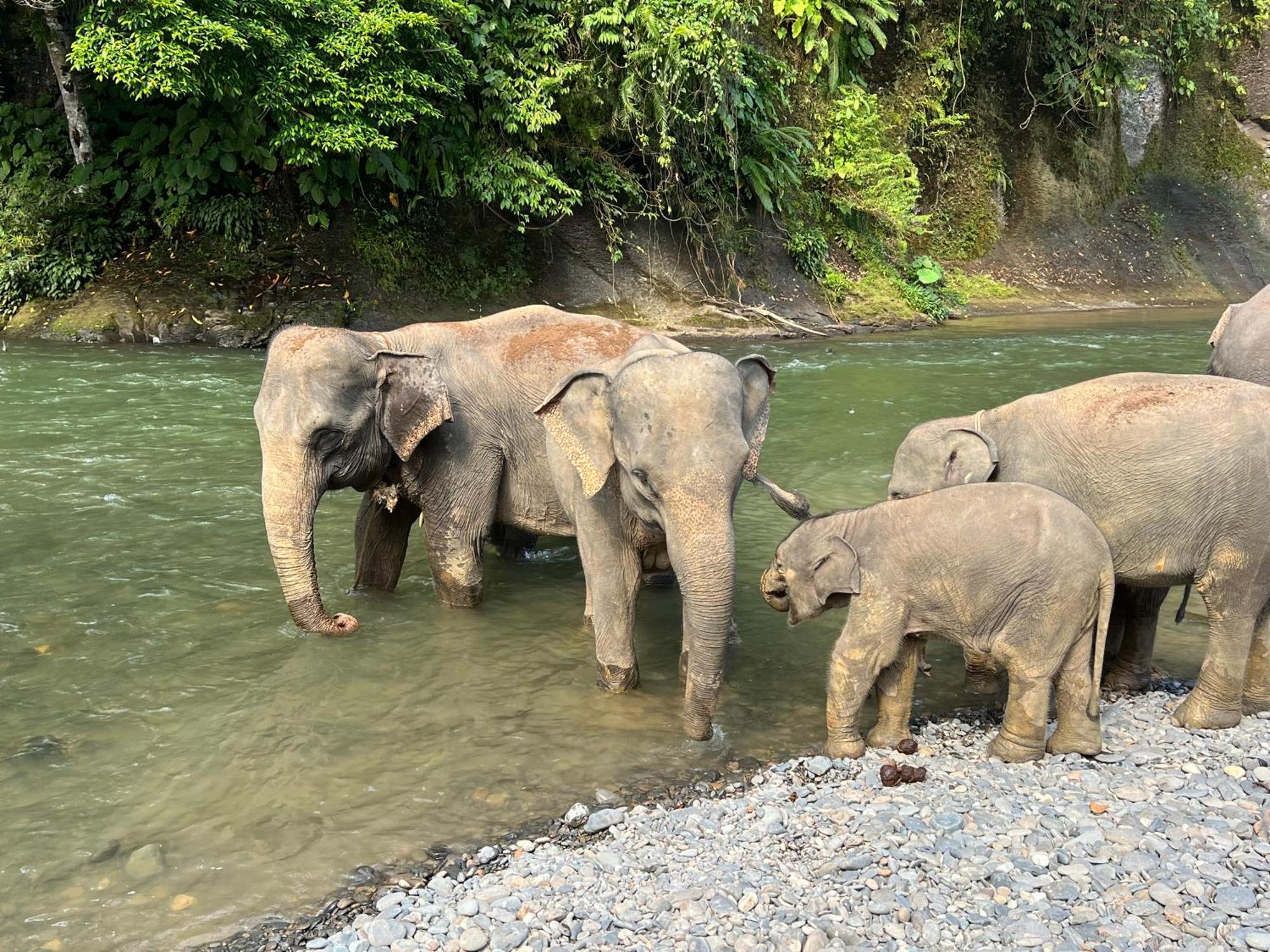 Gino'S Place - Guest House & Jungle Trekking Bukit Lawang Luaran gambar