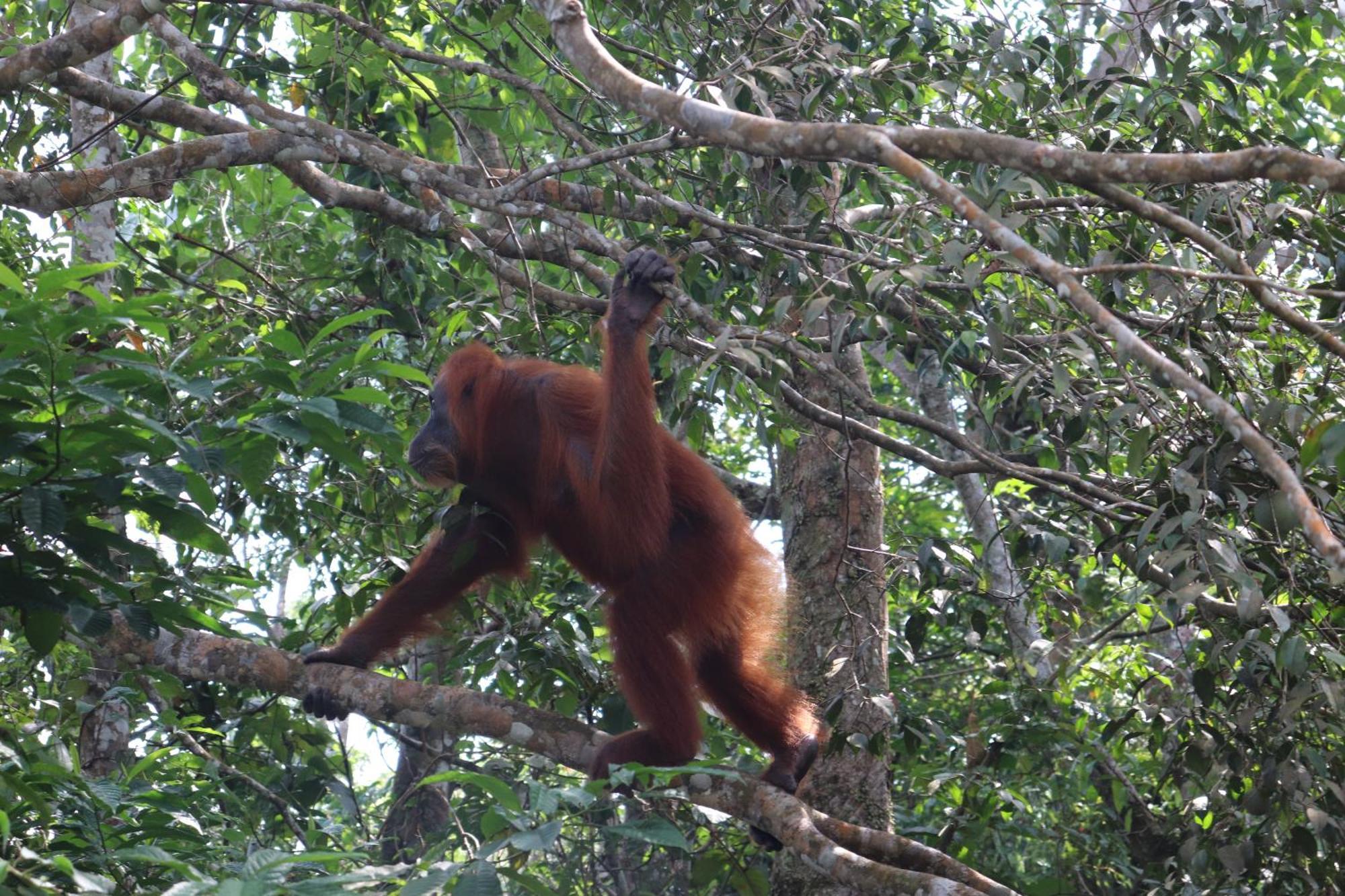 Gino'S Place - Guest House & Jungle Trekking Bukit Lawang Luaran gambar