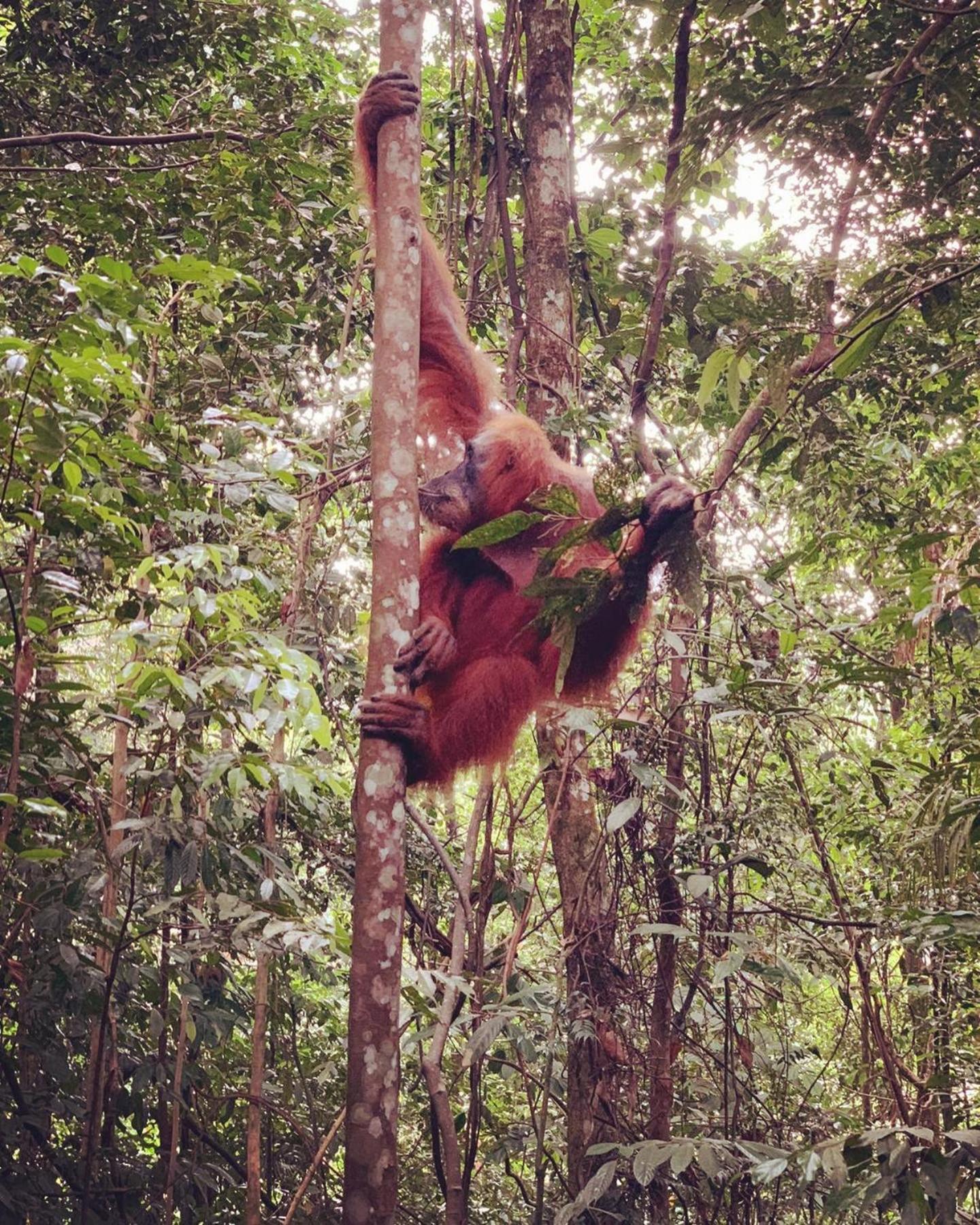 Gino'S Place - Guest House & Jungle Trekking Bukit Lawang Luaran gambar