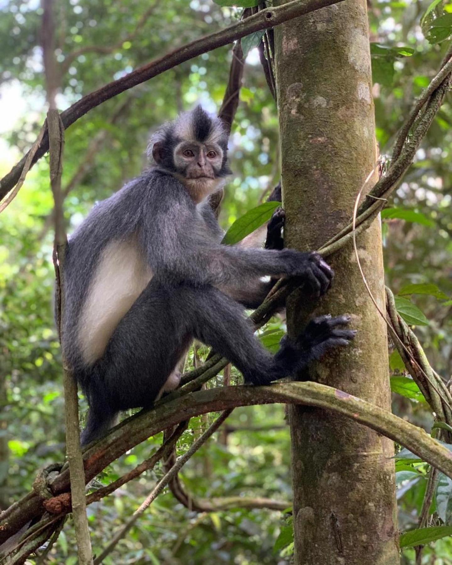 Gino'S Place - Guest House & Jungle Trekking Bukit Lawang Luaran gambar