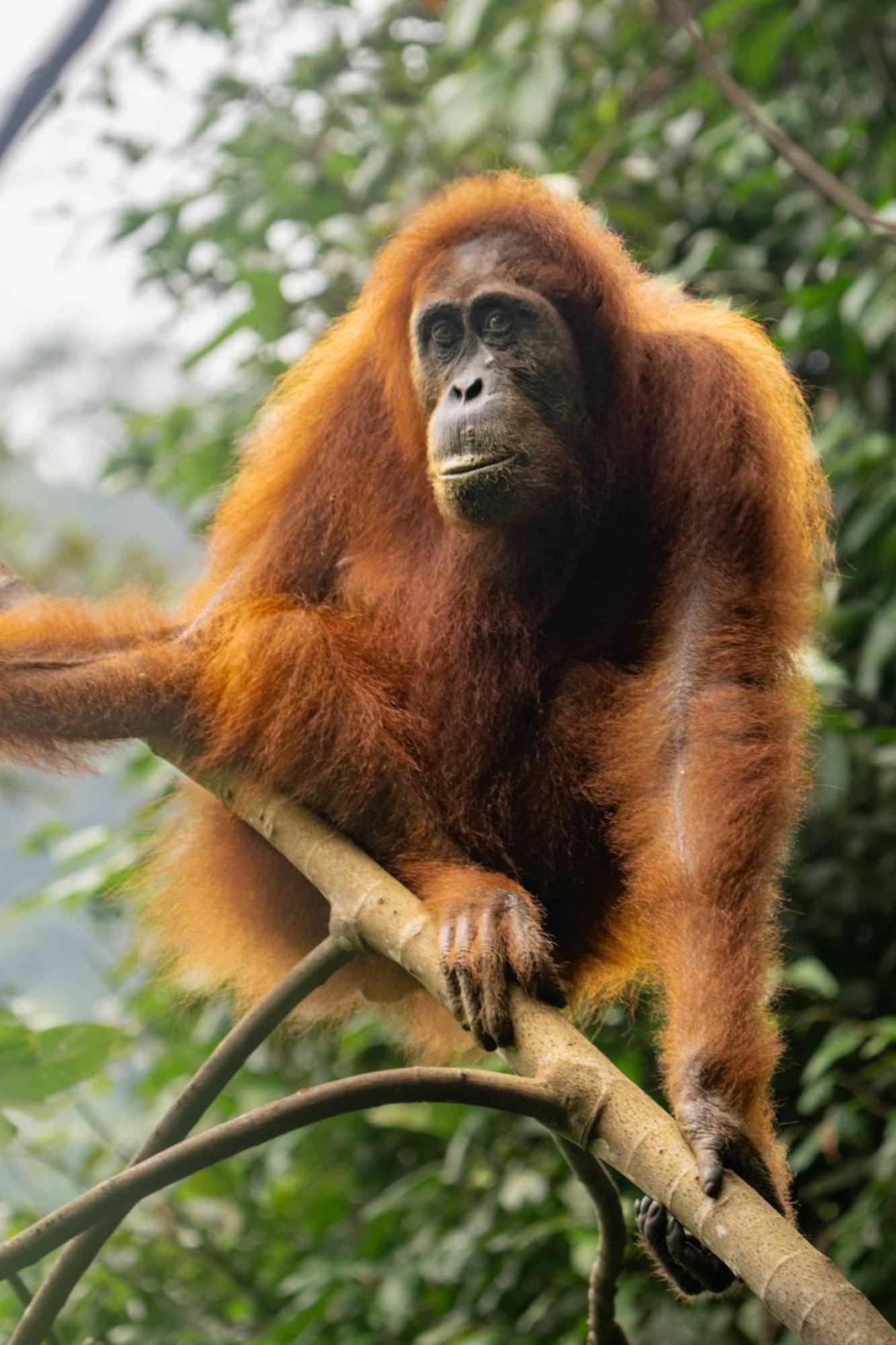 Gino'S Place - Guest House & Jungle Trekking Bukit Lawang Luaran gambar