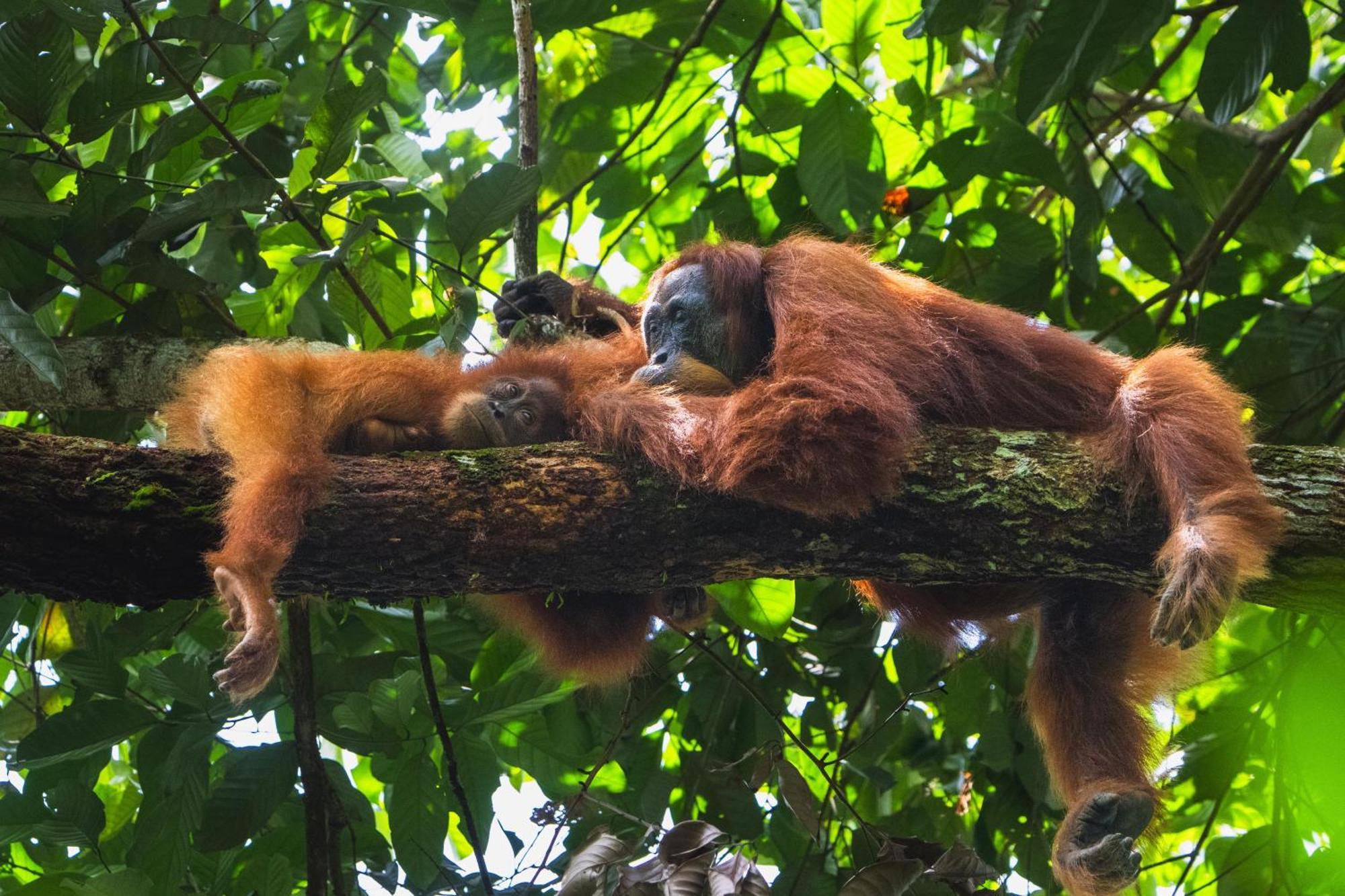 Gino'S Place - Guest House & Jungle Trekking Bukit Lawang Luaran gambar