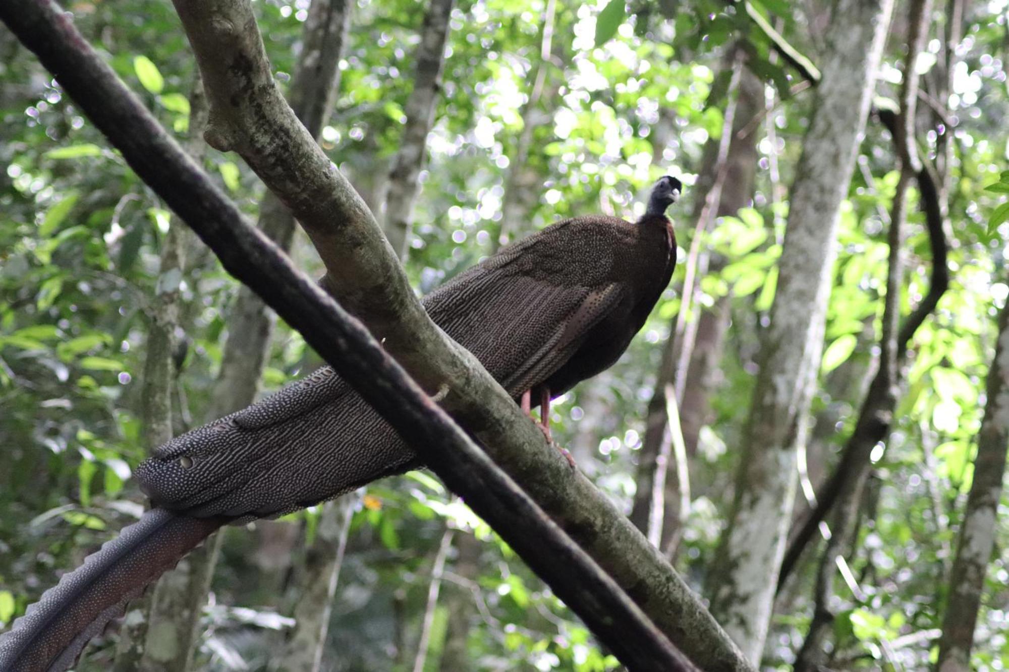 Gino'S Place - Guest House & Jungle Trekking Bukit Lawang Luaran gambar