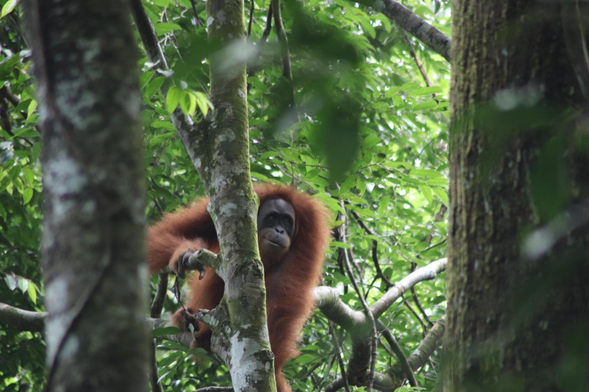 Gino'S Place - Guest House & Jungle Trekking Bukit Lawang Luaran gambar