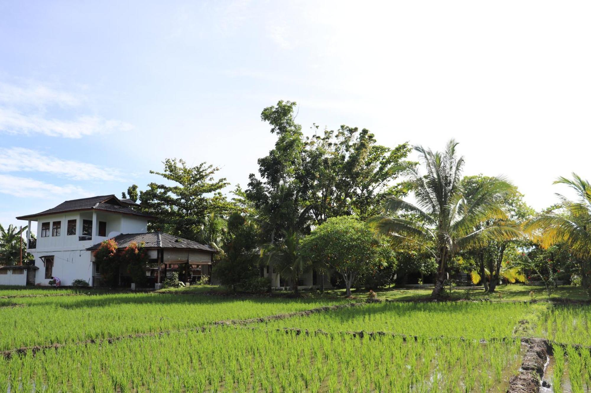 Gino'S Place - Guest House & Jungle Trekking Bukit Lawang Luaran gambar
